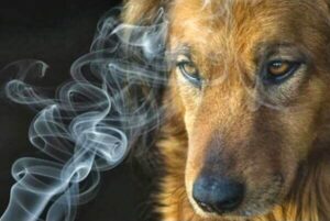 Fumaça do cigarro causa danos à saúde dos cães