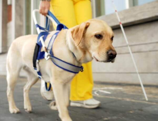 Por que existem tão poucos cães-guia no Brasil?