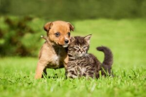 Shopping da ZO promove campanha de adoção pet online - SPJ